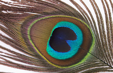 Image showing feather of peacock