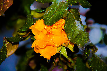 Image showing Rose and snow