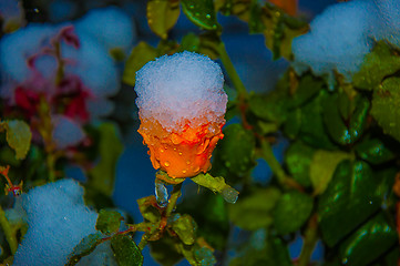 Image showing Rose and snow