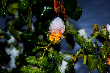 Image showing Rose and snow