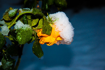 Image showing Rose and snow