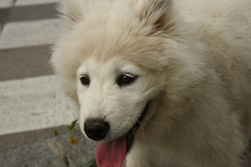 Image showing Puppy portrait