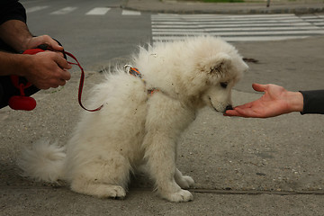 Image showing Puppy