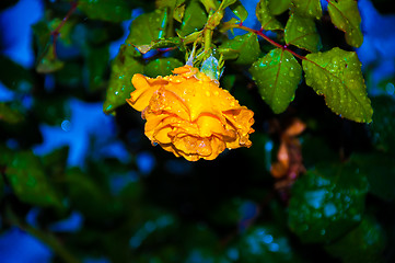 Image showing Rose and snow