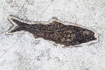 Image showing fossil fish