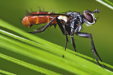 Image showing Diptera Tochinidae Cylindromia 