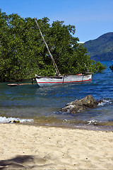 Image showing  madagascar  branch boat palm and coastline