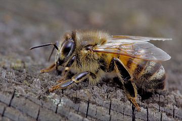 Image showing  bee and wood