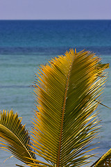 Image showing  palm and sea