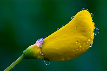 Image showing genista Sarothamnus Scoparius