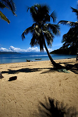 Image showing  madagascar  branch boat palm lagoon and coastline