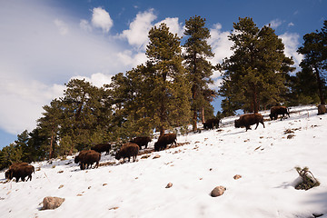 Image showing North American Bison Buffalo Roam Hillside Fresh Snow Blue Sky