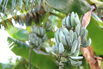 Image showing banana plant\r\n