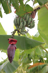 Image showing banana plant\r\n