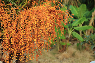 Image showing date tree plant