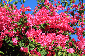 Image showing bouganvillea flower