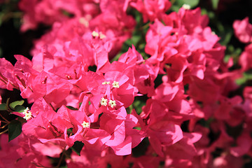 Image showing bouganvillea flower