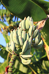 Image showing banana plant\r\n