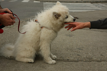 Image showing Puppy