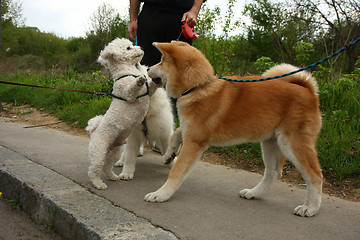 Image showing Puppies