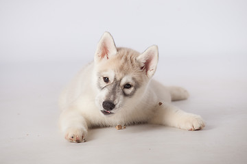 Image showing Siberian Husky dog