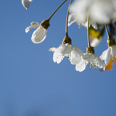 Image showing Cherry blossoms close-up