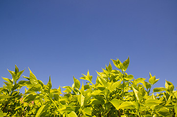 Image showing Green leaves