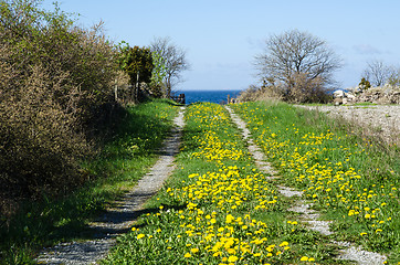 Image showing Blossom country road