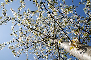 Image showing Bright cherry tree