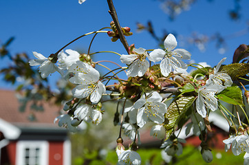 Image showing Cherry blossom garden