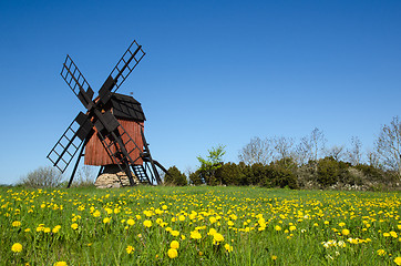 Image showing Blossom dandelions by a traditional windmill