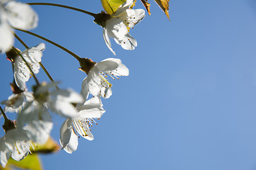 Image showing Cherry flowers close-up