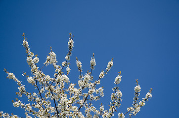 Image showing White cherry blossom