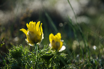 Image showing Springtime beauty flower