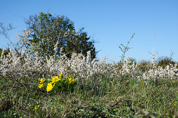 Image showing Springtime blossom