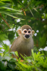 Image showing Squirrel Monkey