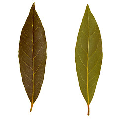 Image showing Retro look Laurel Bay tree leaf isolated