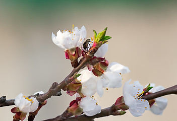 Image showing Blooming apricot and insect in the sky