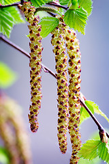 Image showing Twigs and young leaves of cherry birch.