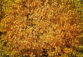 Image showing Autumn tree with abundant foliage yellow color ( background imag