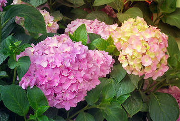 Image showing Flowering branch of hydrangeas.