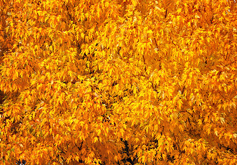 Image showing Autumn tree with abundant foliage yellow color ( background imag