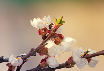 Image showing Blooming apricot and insect in the sky