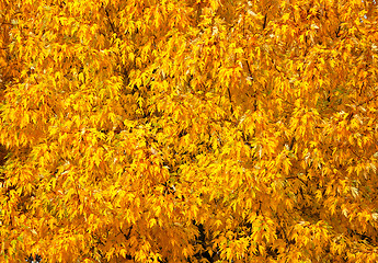 Image showing Autumn tree with abundant foliage yellow color ( background imag