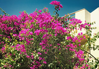 Image showing Building facade fragment with beautiful flowers on a balcony. 