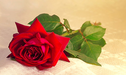 Image showing Flower red rose with the leaves on the background of white silk.