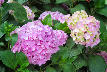 Image showing Flowering branch of hydrangeas.