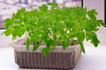 Image showing Young tomato seedlings in the container with the ground.