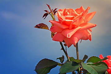 Image showing Beautiful blossoming rose against the blue sky.