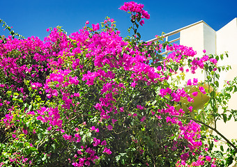 Image showing Building facade fragment with beautiful flowers on a balcony. 